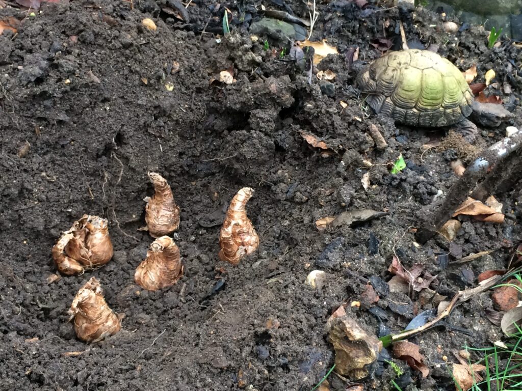 Daffodil bulbs sit on bare ground before being planted, with a small stone tortoise in the background 