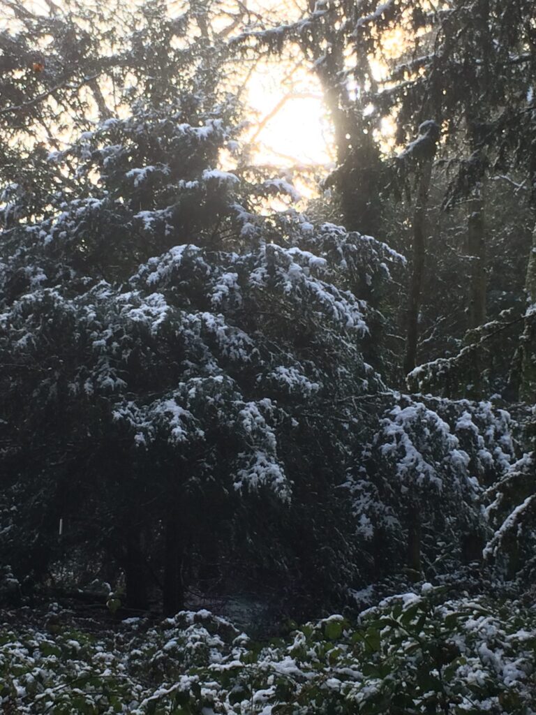 Snow laden branches of a fir tree in the woods