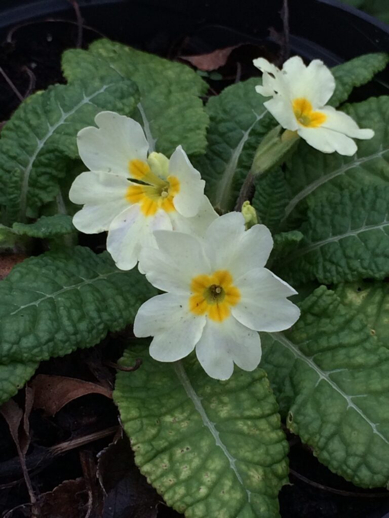 One primrose with white petals and orange centres growing in the garden