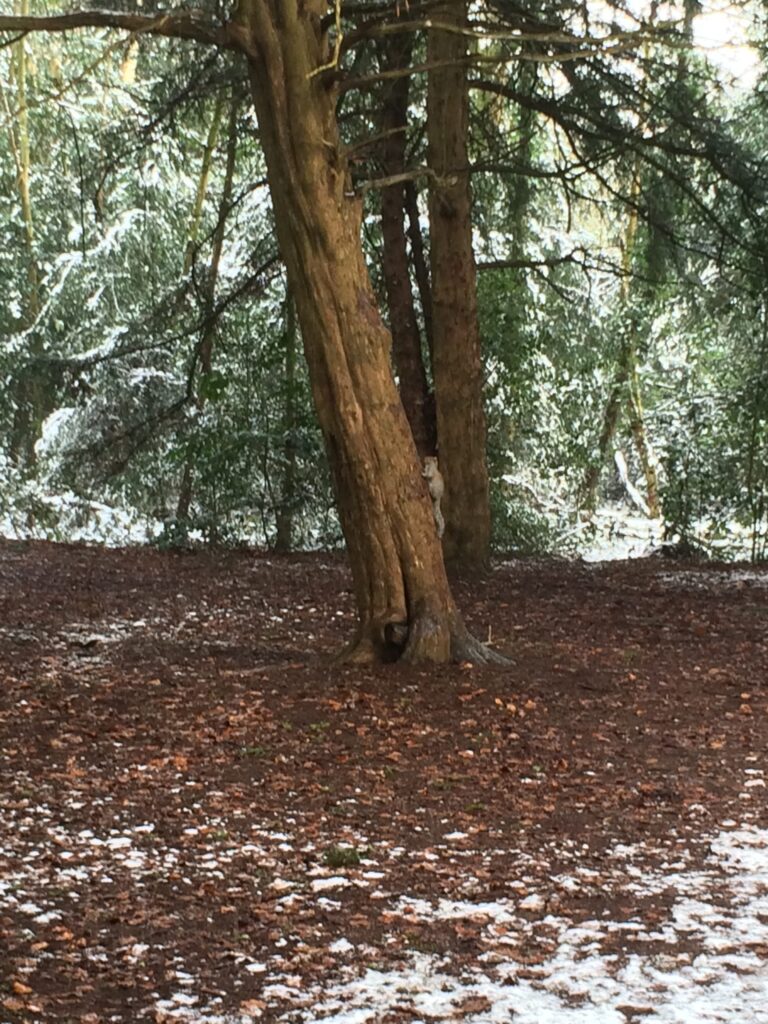 Brown leaves under the trees on the winter with some snow patches