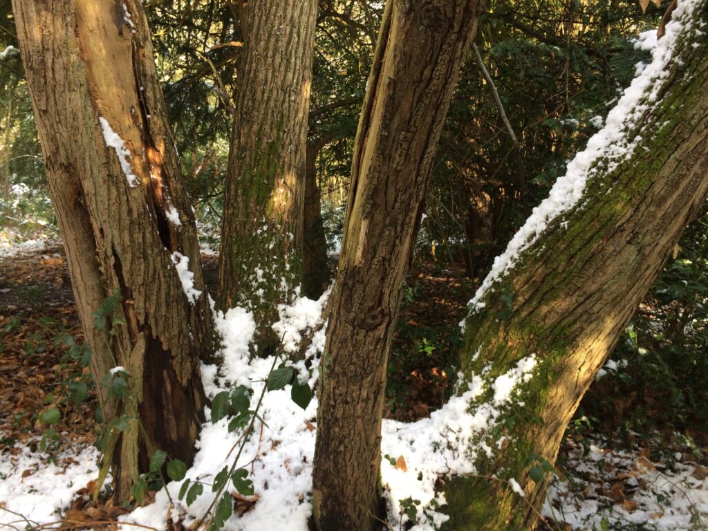 A dollop of snow gets trapped in coppiced tree trunks